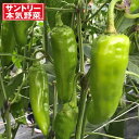 野菜の苗/グルメピーマン：若穫りグリーンホルン3号ポット 6株セット