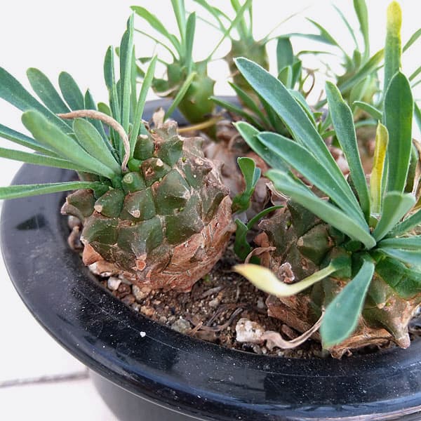 観葉植物/ユーフォルビア：ガビサン（峨眉山）　3号のサムネイル