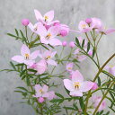 花木 庭木の苗/(わけあり特価)ボロニア:シドニー4号鉢植え