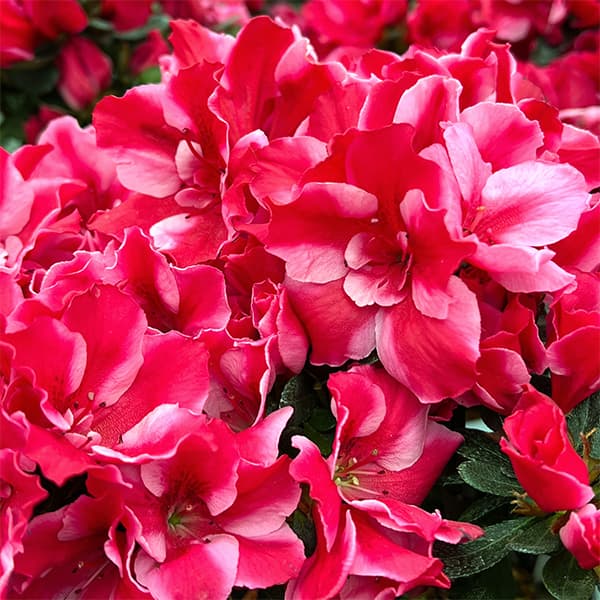 花木 庭木の苗/アザレア：カメレオン4.5号鉢植え