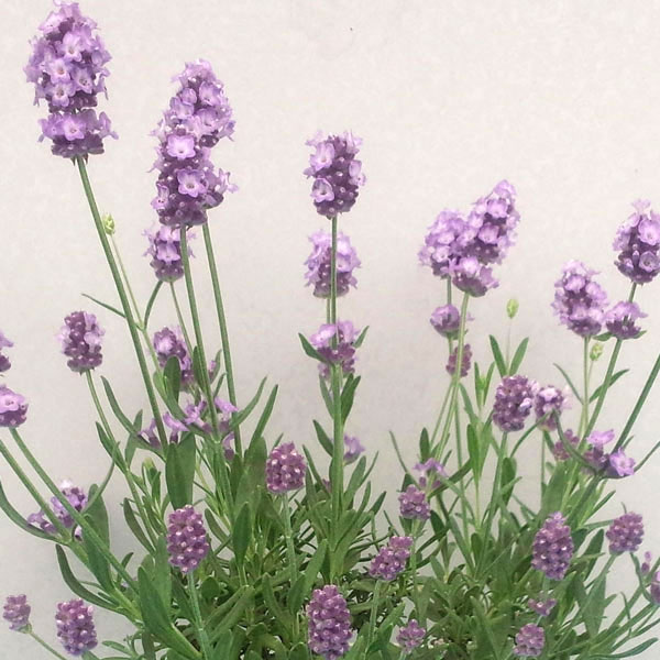 ハーブの苗/ラベンダー（耐暑性・四季咲き）：長崎ラベンダーしずか3号ポットのサムネイル