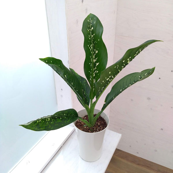 観葉植物/ディフェンバキア：ドラゴンスケール7号のサムネイル