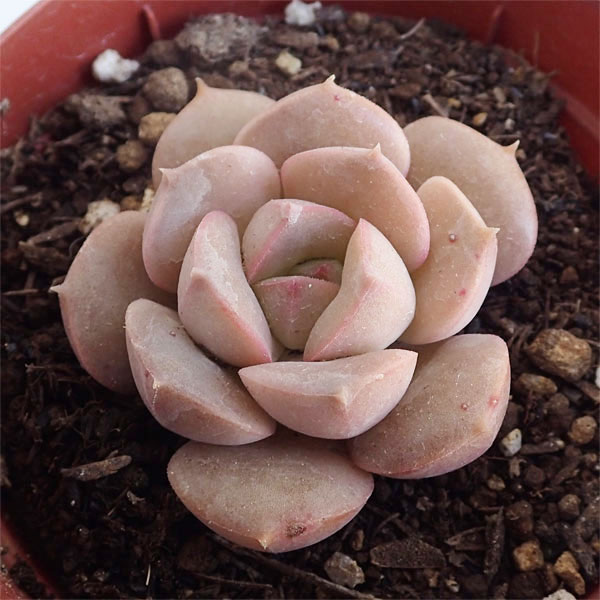 観葉植物/エケベリア：みどり牡丹（みどりぼたん）2.5号ポット