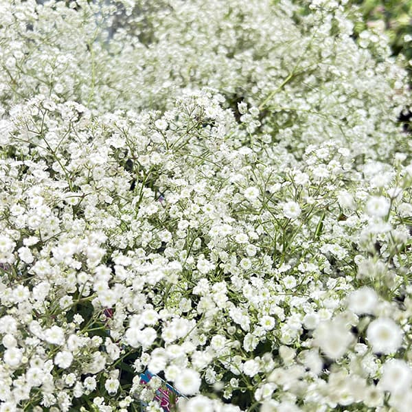 草花の苗/宿根カスミソウ：サマースパークレス3.5号ポットのサムネイル