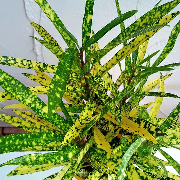 観葉植物/クロトン：流星（リュウセイ）4号鉢植え