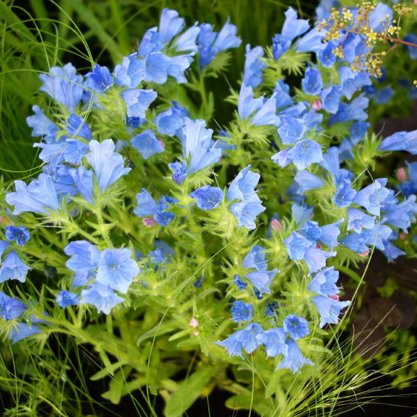 草花の苗/エキウム：ブルガレ（青花）3号ポット 4株セット