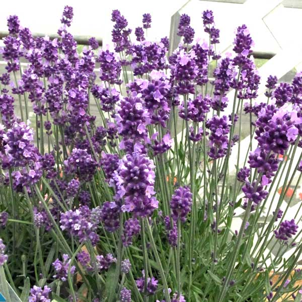 ラベンダー：センティヴィアブルー5...