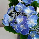 紫陽花 スターリットスカイ アジサイ：スターリットスカイ（ブルー）5号鉢植え