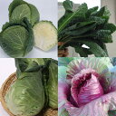 野菜の苗/イタリアンキャベツ3号ポット4種セット
