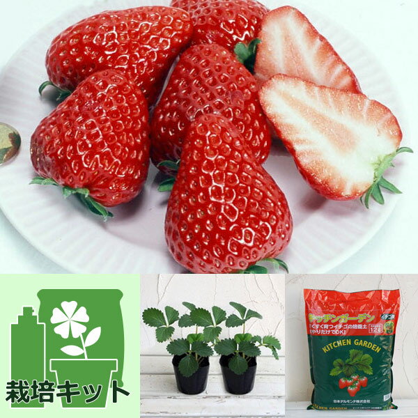 野菜の苗/いちごのかんたん栽培セット（鉢無しでできる）：イチゴ（一季なり）：べにほっぺ（紅ほっぺ）