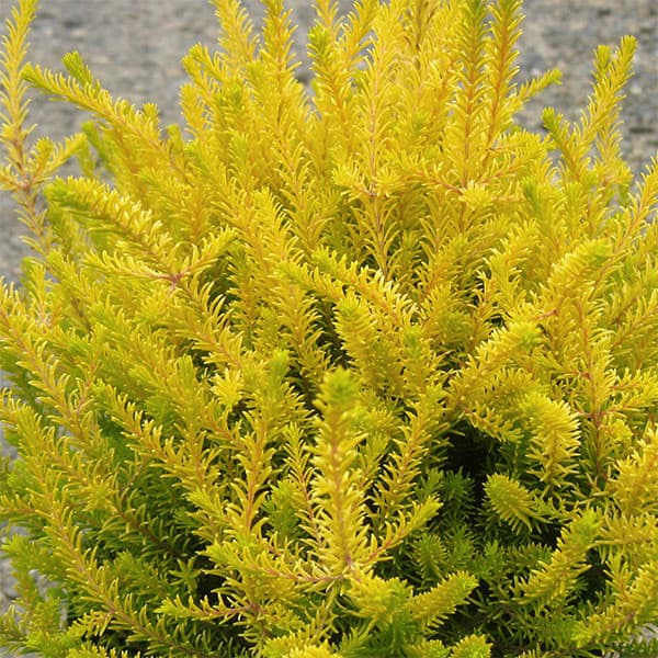 花木庭木の苗/エリカ：バレリーグリ...