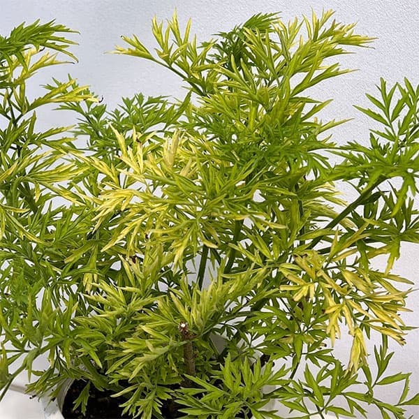 花木 庭木の苗/西洋ニワトコ（サンブカス）：ゴールデンタワー6号鉢植え