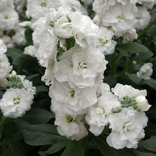 草花の苗/ストック：ベイビー　ハイダブルホワイト（八重）3-3.5号ポットのサムネイル