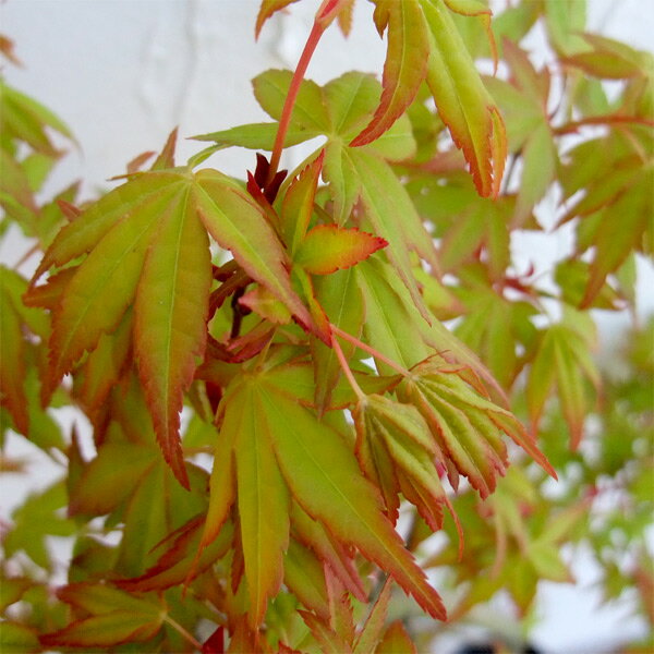 花木 庭木の苗/モミジ（カエデ）：桂（カツラ）4号ポット