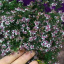 草花の苗/(わけあり特価)アスター:プリンス3.5号ポット 3株セット
