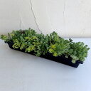 観葉植物/セダム：目地セダム（ミックス）31×9cm 3個セット