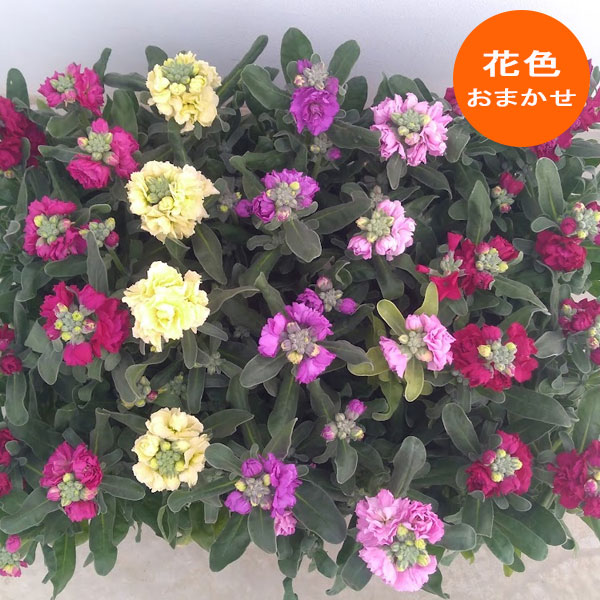 草花の苗/[送料無料]矮性ストック花色おまかせミックス3号ポット28株セット