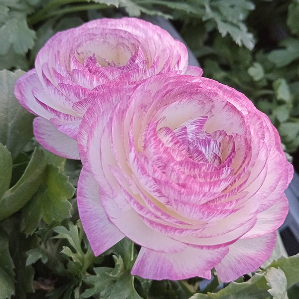 草花の苗/ラナンキュラス：アヤリッチ・バイカラー系3.5号ポット