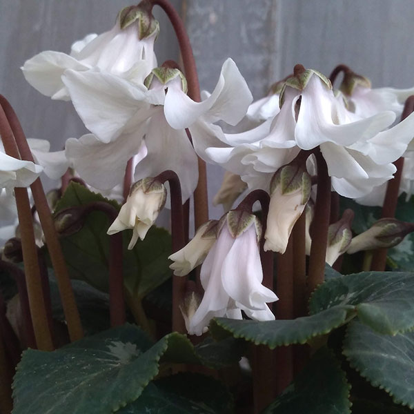 シクラメン：天使の羽（テンシノハネ）ホワイト系5号鉢のサムネイル