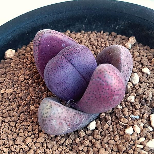 観葉植物/プレイオスピロス：紫帝玉（ムラサキテイギョク）3号鉢植え