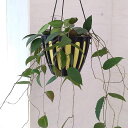 ホヤ 観葉植物/ホヤ：カウダータ5号吊り鉢