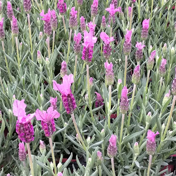 次々に咲く連続開花のフレンチ系ラベンダー！ハーブの苗/フレンチラベンダー：バルセロナローズ3.5号ポット 2株セット うさぎの耳のようなひらひらが可愛いフレンチ系ラベンダーです。耐暑性もあり日本の気候にも適しています。写真は成長時のイメージですが、お届けの際は苗の状態です。 タイプシソ科ラヴァンデュラ属の常緑性低木（多年草）（マイナス3〜5度まで）草丈約30cm原産地スペイン東南部開花期 3〜6月、夏涼しければ秋にも開花する場合があります用途コンテナ、花壇日照日向むき栽培方法：日当たりの良い、風通しのよいところを好みます。耐寒性はマイナス5度までと多少寒さに弱いので、戸外での冬越しは関西地方以南で。寒冷地では冬は室内にとりこんでください。排水のよい用土へ緩効性の肥料を入れて植えます。暑さには比較的強いですが、夏場は風通しの良いところのほうが株痛みも少なくすみます。多湿を嫌うので水やりは、株元に土が乾いたら与えてください。花芽が付き始める頃に乾燥気味に管理すると花立ちが良くなります。生育期には緩効性肥料を1ヶ月に1回程度、または薄い液肥（約1000倍）を1〜2週間に1回程度与えてください。冬場は特に必要ありません。開花中、次々と花を咲かせるために咲き終わった花穂は切り取ります。剪定（カット）は10月中旬から11月上旬に刈り込みをしておくと、翌年の春に形より花を咲かせることができます。 ※写真はイメージです。フレンチラベンダー：バルセロナローズ3.5号ポット 2株セットの栽培ガイドハーブの横顔　〜ラベンダー〜ラベンダーの剪定時期と剪定方法ラベンダースティック（バンドルズ）の作り方ハーブの育て方