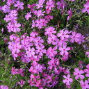 芝桜(シバザクラ):ダニエルクッション3号ポット48株セット