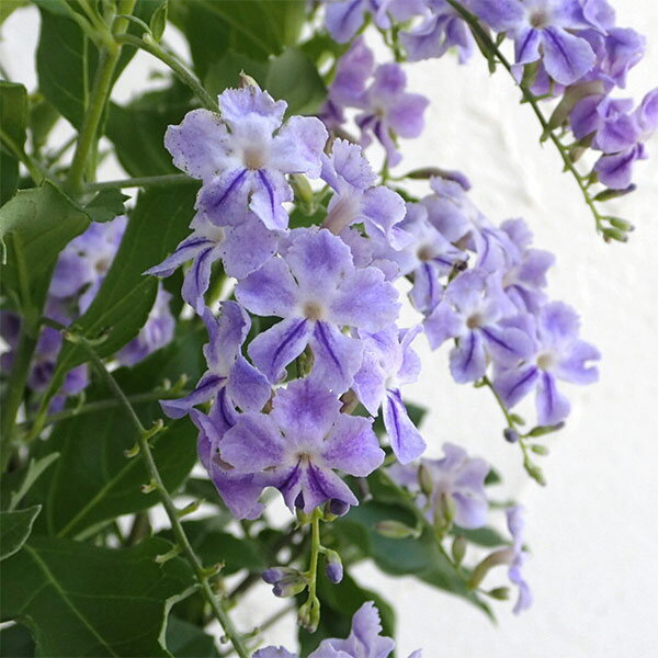 デュランタ：ときめき（ロマンス)4号鉢植え・ボサ仕立てのサムネイル