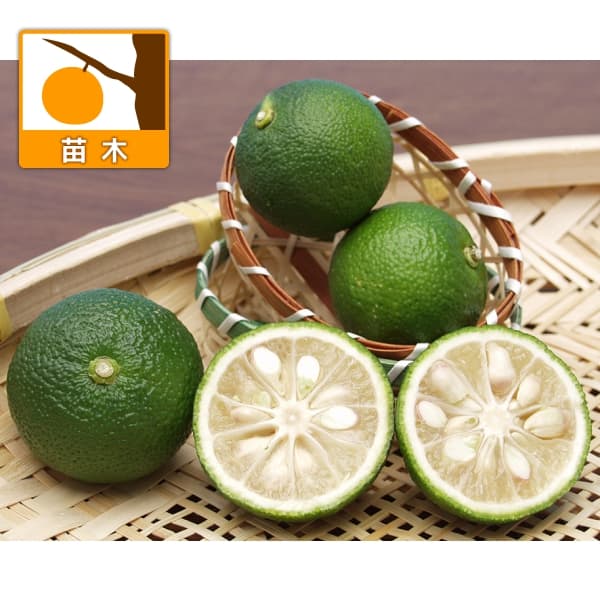 果樹の苗/（わけあり特価）シークワーサー（ヒラミレモン）7号ポット