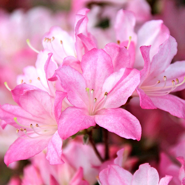 ���� ���ڤ���/�����ĥĥ��������ԡʤߤ��ȡ�5��ݥå�5�����å�