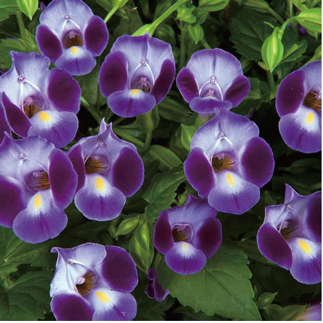 草花の苗/トレニア：パープルムーン3.5号ポットのサムネイル