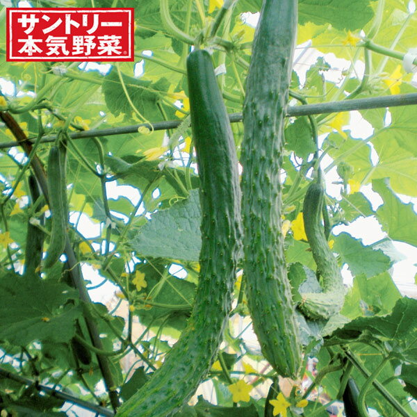 サントリー本気野菜 葉切れ抜群 四葉（スーヨー）キュウリ野菜の苗/キュウリ：バリうま 自根苗3号ポットバリッとした素晴らしい歯切れ。サラダにしても、漬け物にしてもキレのある歯応えが楽しめる。栽培初期からよく実る、 節成型四葉キュウリ。 大きな果実がコンスタントに 収穫できる。果長30cm級のビッグサイズ。品種情報：主枝着果率:60％前後収穫適期果長:25〜35cm栽培ポイント:節成性が強いため1本作りにします。親づるの雌花は6〜7節まで除去し、子づるは2〜3節止めにします。 栽培適性：プランター向け、畑向け栽培方法：畑栽培の場合、日当たりが良く、できるだけウリ科を連作していない場所を選びます。植えつけ2〜3週間前に堆肥2kg/m2、苦土石灰100g/m2を混ぜ、よく耕して土づくりをしておきます。植えつけ1週間前に配合肥料（8 - 8 - 8）など100g/m2を混ぜ込み、幅約60cm、高さ20cmほどの畝を作り、マルチフィルムを張って下さい。マルチフィルムを張ることで、雑草や泥ハネを防ぎ、病気にかかりにくくなります。株間50cm以上で植えつけて下さい。植え込み直後は風で折れたりしないよう、株元の茎を仮支柱に結わえておきます。大きく生長してきたら、2mほどの支柱を立て、伸びてくる「つる」がからみ易いよう、紐やネットを張って備えておきます。つるはぐんぐん伸びるので、1週間に1度は支柱などに麻紐で誘引して茎葉が折れないようにします。コンテナ・プランターの場合は土の容量が15L以上の大きめの鉢を目安に選び、1株植えとします。日当たりのよい場所に置いてください。野菜用培養土を選びます。入れる量はウォータースペースを残し、8〜9分目程度にしておきます。草勢を見ながら2週間に1回を目安に配合肥料を約30g/m2を施して株の勢いを保ちます。生長が早い夏場は毎日の水遣りを薄い液肥に替えてもよいでしょう。始めの5〜6節までに出てくる側枝（脇枝）・雌花は全て摘み取り、その後の側枝は葉を1〜2枚残して先端を摘み取り、芯止めします。収穫が進んだ生育中盤に、株元に近い老化した葉を順に摘み取るようにします。風とおしをよくして病気の発生を抑えるために、下から5節までのわき芽は早めに摘み取りましょう。若い果実のうちに収穫することがポイント。株の消耗を防ぐために、最初と2番目につく実は若穫りします。以降は、品種によっておいしいタイミングがあるので、それぞれの収穫適期サイズ時に採り遅れないよう注意してください。特に夏場は開花してから1週間ほどで収穫可能になり、朝と夕方で大きさが変わるほどの速さで生長します。放っておくとヘチマのような「成熟果」になってしまいますが、種を除き漬物にして利用することも可能です。写真は成長時のイメージですが、お届けの際は苗の状態です。下葉が傷んだ状態となっている場合があります。※果重、収穫数は保証ではありません。日当たりのよい畑栽培での目安です。栽培する環境により変動します。 キュウリ：バリうま 自根苗3号ポットの栽培ガイド野菜：キュウリの育て方野菜（実もの）：キュウリの育て方・栽培方法野菜（実もの）：ニガウリ（ゴーヤ）の育て方・栽培方法本気野菜レシピ　キュウリ：バリうまでつくるたたきキュウリの塩昆布和え　-サントリー本気野菜-