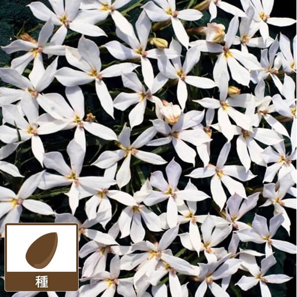 ローレンティア（イソトマ）：アバンギャルド ホワイト