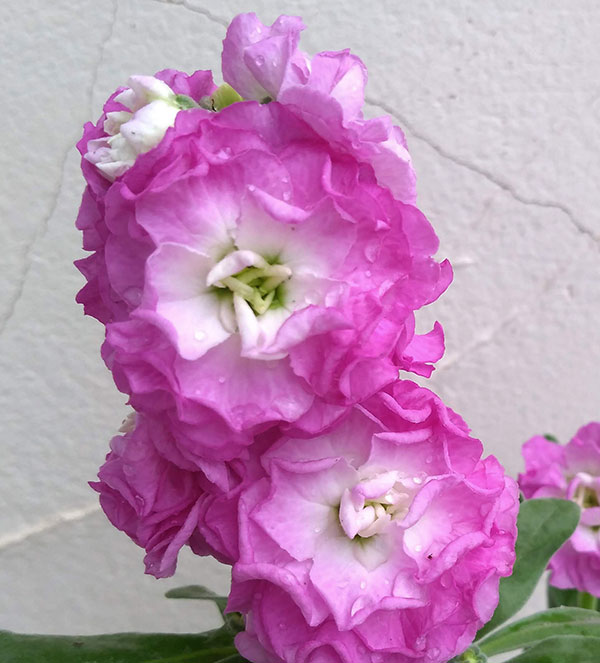 草花の苗/ストック：ベイビー　ピンクフラッシュ（八重）3-3.5号ポットのサムネイル