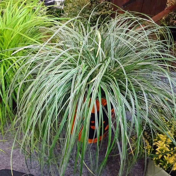 草花の苗/カレックス：エヴェレス