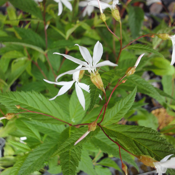 草花の苗/ギレニア・トリフォリアタ（ミツバシモツケソウ白花・三つ葉下野草） 3.5号ポット