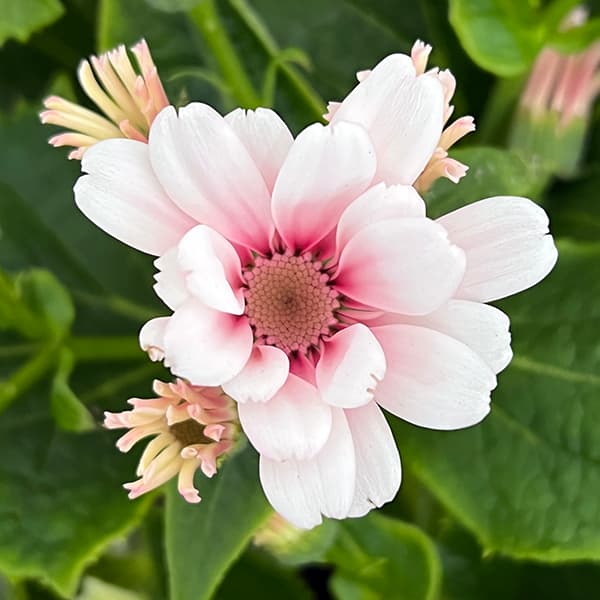 サイネリア：ティアエンプレス・ライトピンク系5号鉢植え