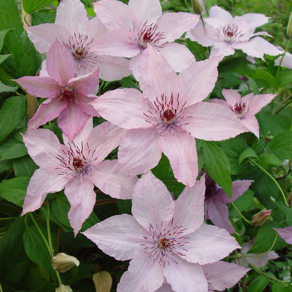 クレマチスの苗/クレマチス：ハーグレイハイブリッド（ピンクシフォン）3.5号ロングポット（ジャックマ..