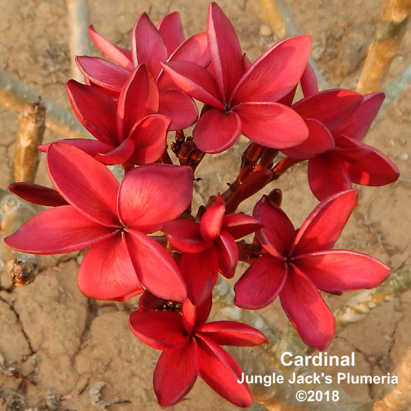 花木 庭木の苗/[サマーセール]プルメリア：カーディナル（Cardinal）5号鉢植え