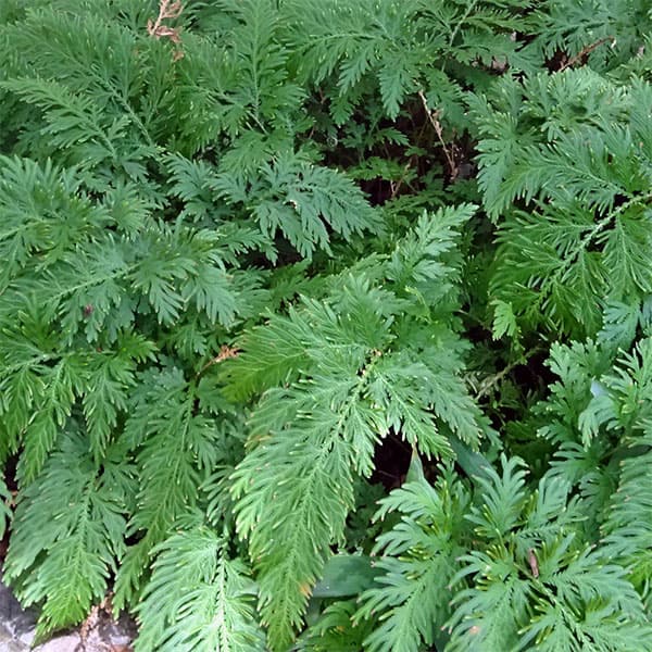 観葉植物/シダ：カタヒバ（片檜葉）5号ポット