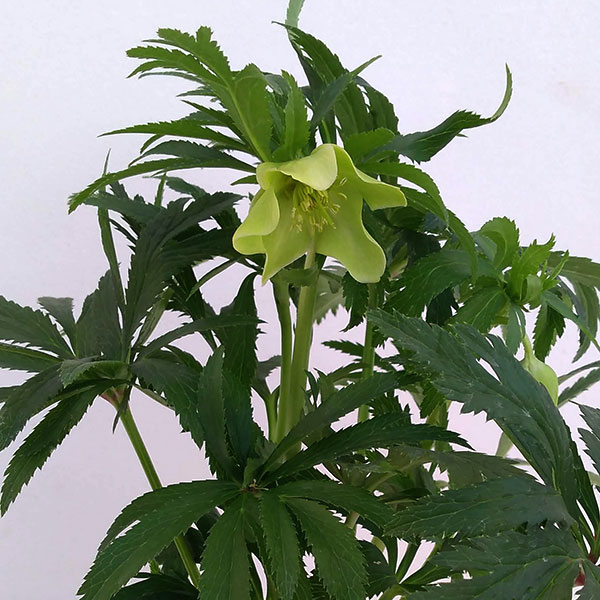 クリスマスローズ（原種系）：ボッコネイ4号ポット