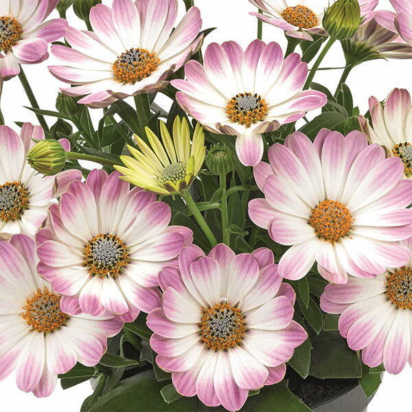 草花の苗/オステオスペルマム：アストラ　ホワイトピンクブラッシュ3.5号ポットのサムネイル