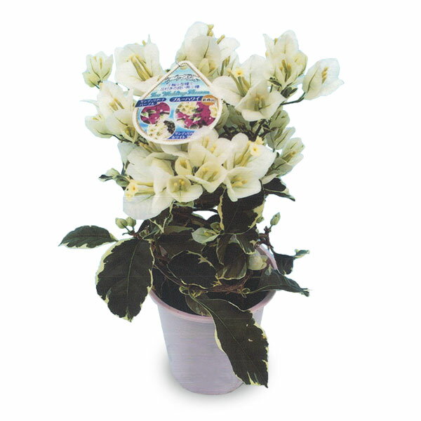 ブーゲンビリア 花の鉢植え ブーゲンビレア：サンデリアーナホワイト4号鉢植え