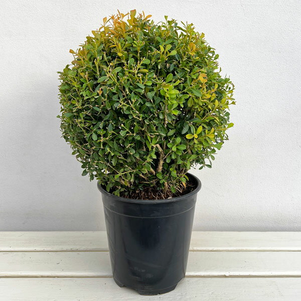 花木 庭木の苗/クサツゲ玉仕立て6号ポット