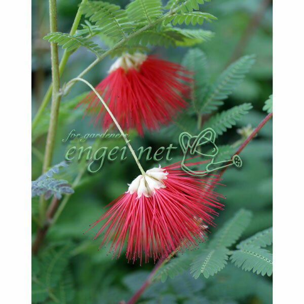 山野草の苗/緋ネム（ヒネム・緋合歓）3号ポット