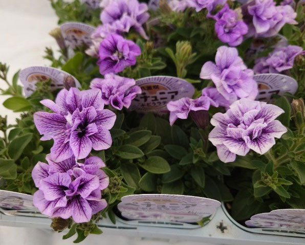 草花の苗/ペチュニア：ブドウラテ3.5号ポット