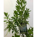 花木 庭木の苗/（わけあり特価）ナイアガラツリー（キリラ　ラセミフローラ）6号鉢植え