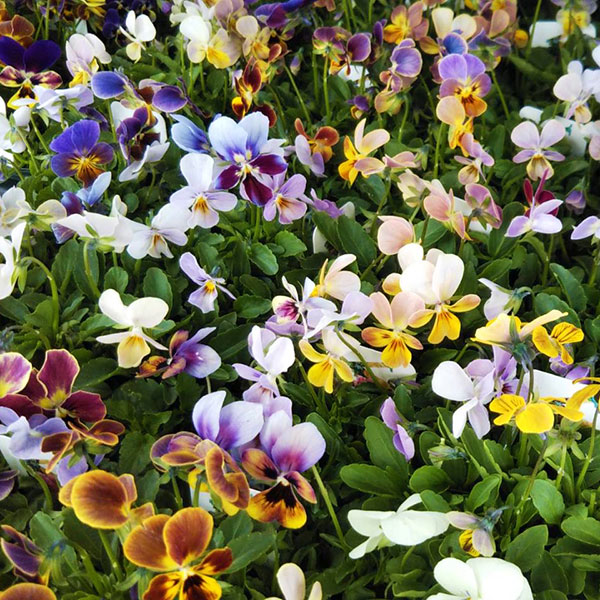 草花の苗/ビオラ：ゲブラナガトヨさんオリジナル品種（花色いろいろ）3.5号ポットのサムネイル