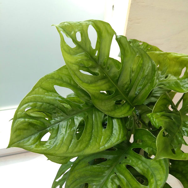 観葉植物/マドカズラ 4号鉢入り