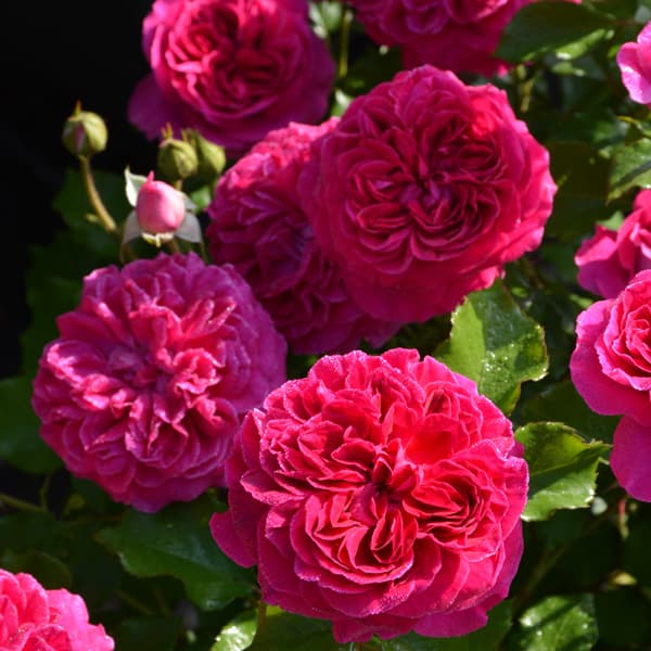 Rose - バラの苗/ロサ・オリエンティス：フレーズ大苗6号角鉢植え